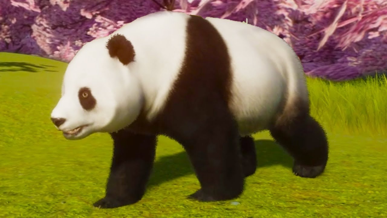 3 panda 5. Панда МУТАНТ. 3d зоопарк. Planet Zoo большая Панда. Слоновая черепаха и малая Панда.